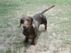 AKC male mini daschund to breed for pick of litter